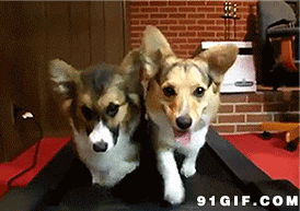 汪星人搞笑动态图 搞笑动态图片笑死人