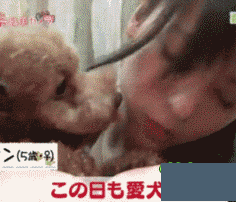 汪星人搞笑动态图 搞笑动态图片笑死人