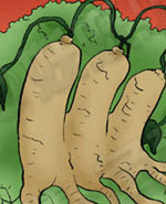 蚂蚁与蜂蜜第四十