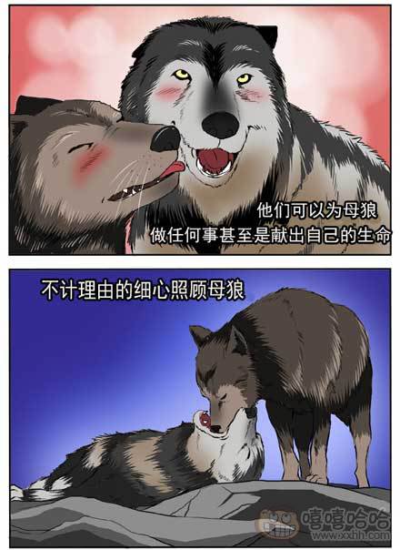  新鲜的芒果：狼