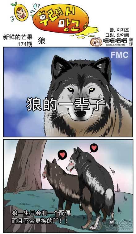  新鲜的芒果：狼