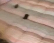 目测动物版本的马上就会出现