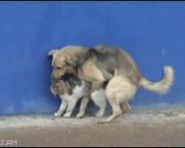 汪星人你在对喵星人干什么？？