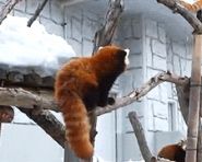 这货调戏了一下干