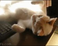 喵星人的特殊技能