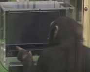 我还不如个猩猩