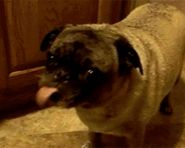 为什么好多女生都