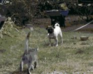 汪星人这眼神够迷