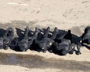 <b>如何与一群猛男滚</b>