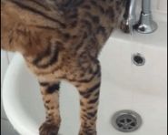 开头没猜到，结尾